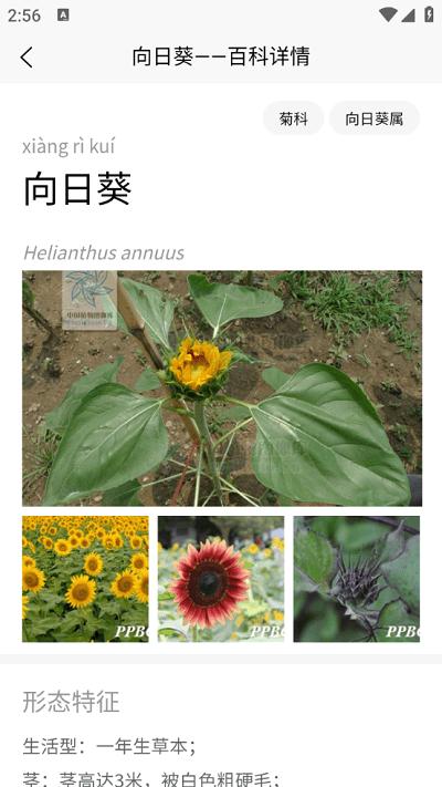植物智官方版下载,植物智,植物app,识别app